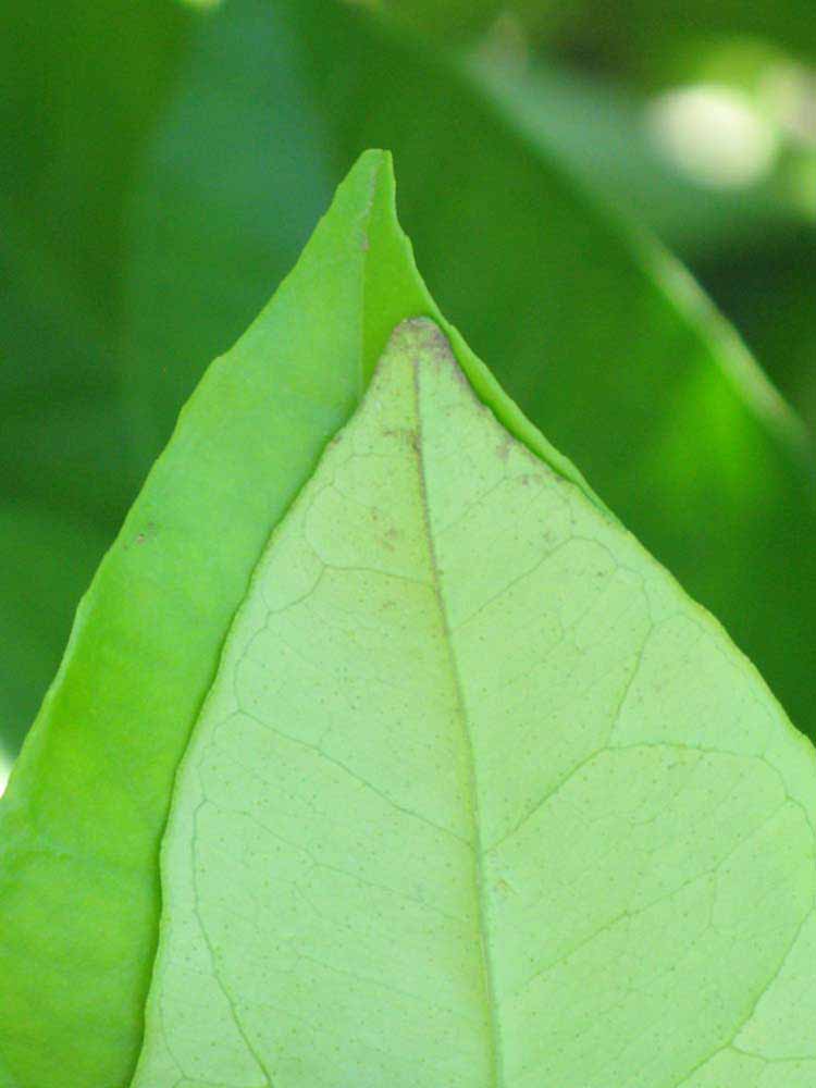              Margin (Winter Haven, FL)       